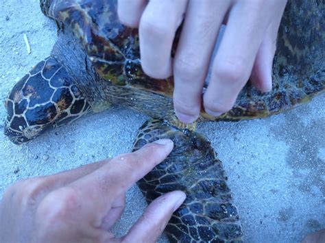Plastic Marine Pollution Is Choking Sea Turtles