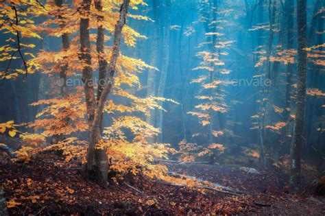 Autumn Foggy Forest Mystical Autumn Forest In Blue Fog Stock Photo By