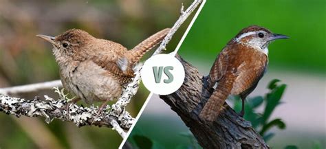 House Wren Vs Carolina Wren How To Tell The Difference Optics Mag