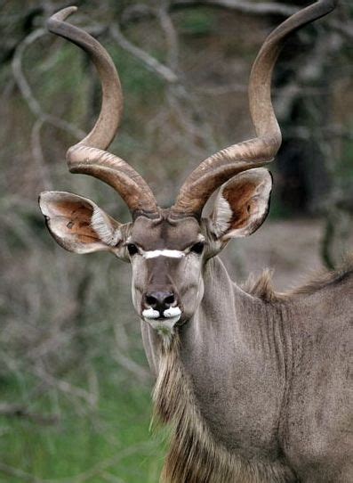 317 Best Images About Bucks On Pinterest Tanzania Kruger National