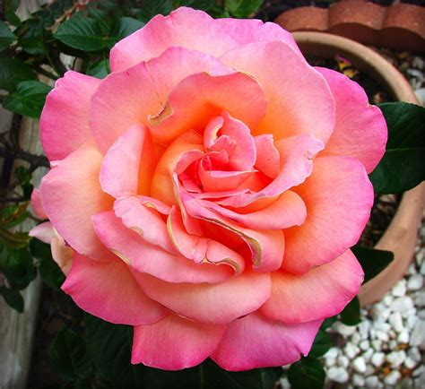 Chicago Peace Rose 1 Amazing Nature Rose Garden Flower Garden Peace