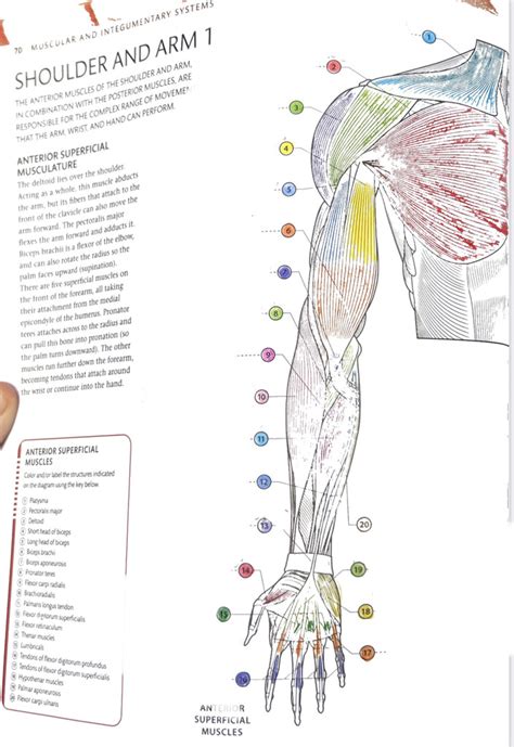 Shoulder And Arm Muscles Anterior Superficial Diagram Quizlet