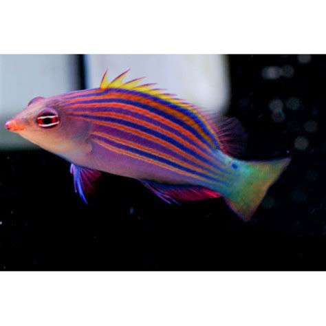 Six Line Wrasse Pseudocheilinus Hexataenia