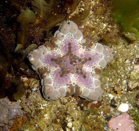 Purple Biscuit Starfish Tosia Australis Ricketts Point Flickr