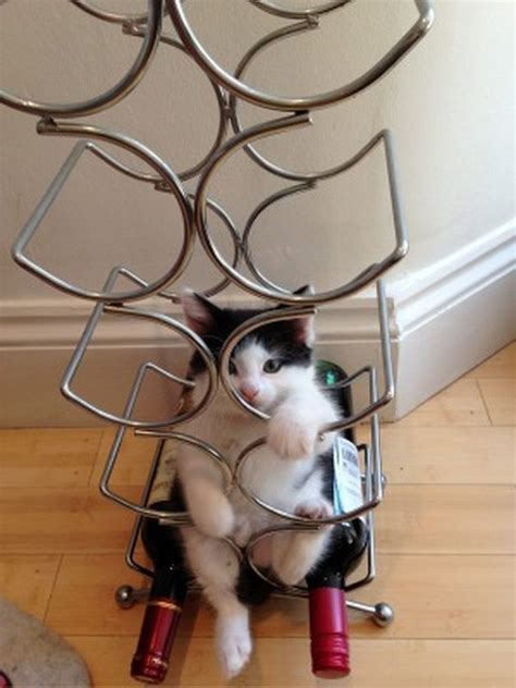 26 Cats Fitting Themselves Into Weird Spaces Cuteness