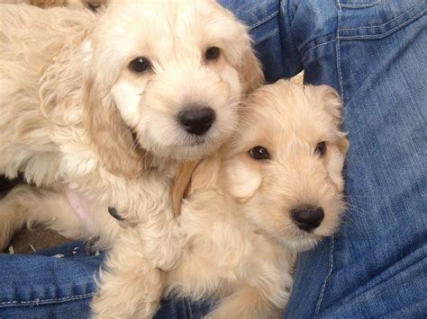 However, it's worth contacting your local rescues, to see if they have any. ***Cockapoo Puppies for Sale*** | Birmingham, West ...