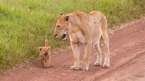 Lion Cub With His Mother Walking Download Hd Wallpapers