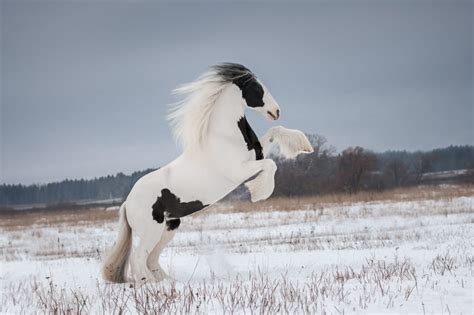 Top 10 Most Beautiful Horse Breeds And Types Of Horses