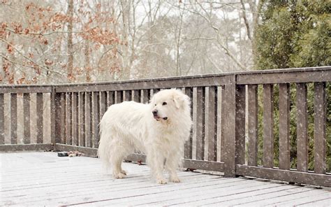 Wallpaper Snow Fence Vertebrate Dog Like Mammal Worth Great