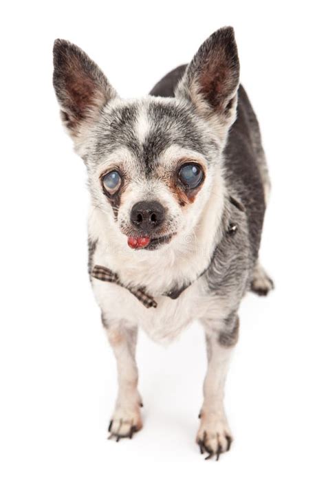 Sentado Velho Chihuahua Gritando Isolado Imagem De Stock Imagem De
