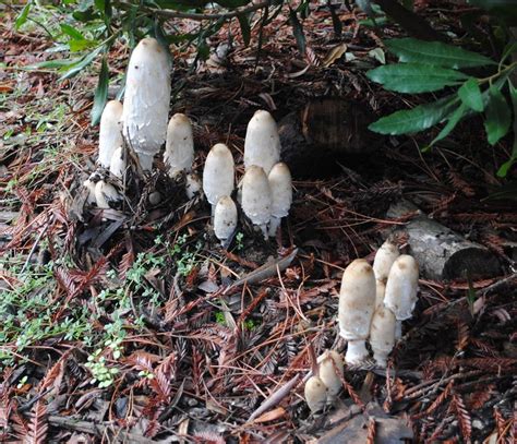 A Lovely Forest Of Shaggy Manes Plus The First Coccora Mushroom