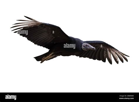 Black Vulture In Flight Isolated On White Background Coragyps Atratus
