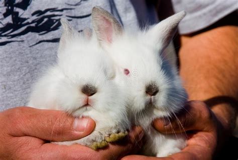 Bunnies Free Stock Photos And Pictures Bunnies Royalty Free And Public