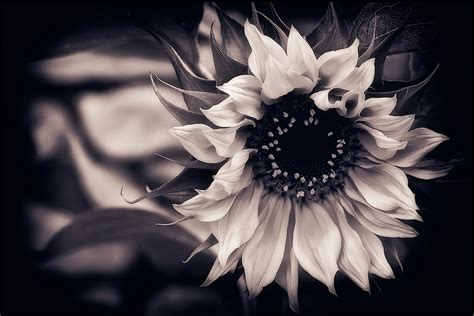 Download and use 60,000+ sun stock photos for free. sunflower, black-and-white, background - inspiring picture ...