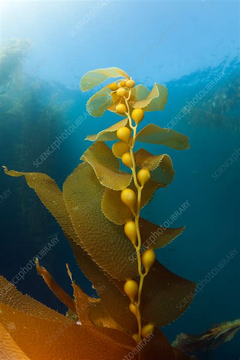 Kelp Forest Giant Kelp Stock Image C0319148 Science Photo Library