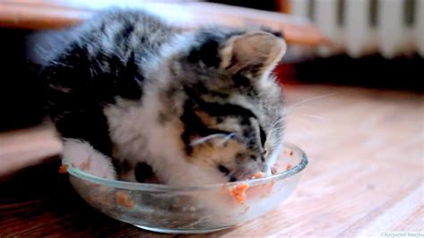 Hungry Kitten Tries Wet Food For The First Time Youtube