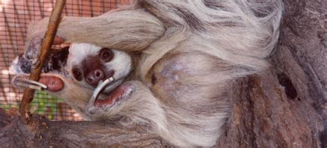 Peoria Zoo Hoffmans Two Toed Sloth Peoria Zoo