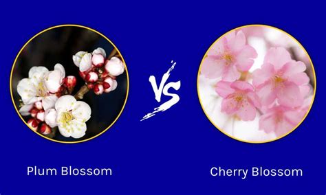 Plum Blossom Vs Cherry Blossom Is There A Difference A Z Animals