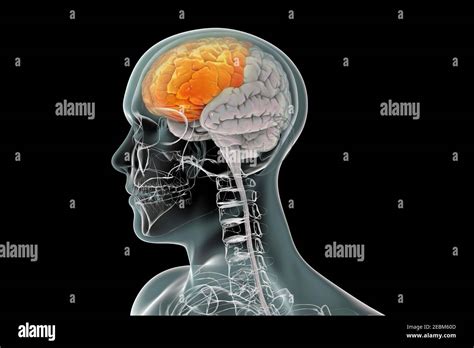 Human Brain With Highlighted Frontal Lobe Illustration Stock Photo Alamy