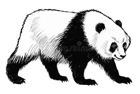 Panda Bear Stock Illustration Illustration Of Animal 101441235