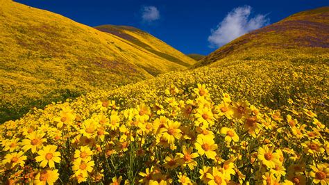 California Hills With Yellow Flowers Under Blue Sky Hd Nature