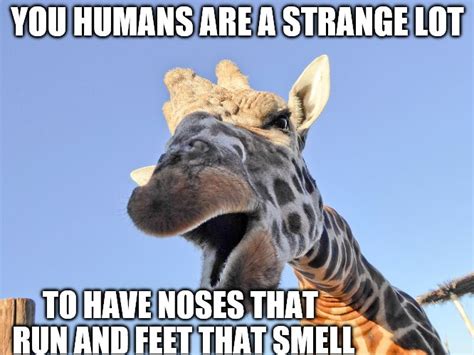 Giraffe Saying Us Humans Are Strange Imgflip