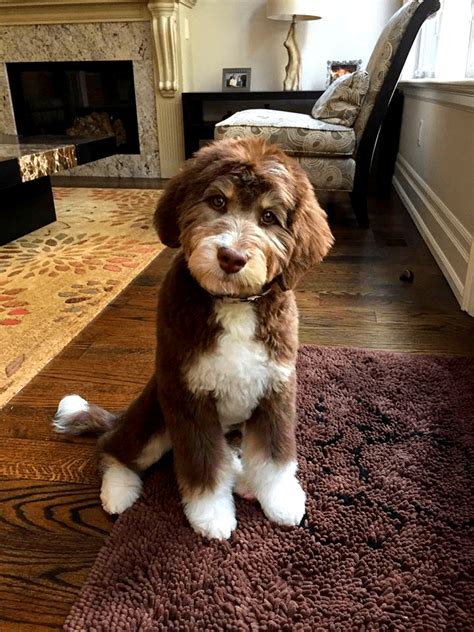 puppy stages aussiedoodle  labradoodle puppies  labradoodle breeders