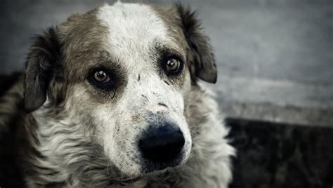 Abandoned Dogs Can Suffer Genuine Trauma And Ptsd