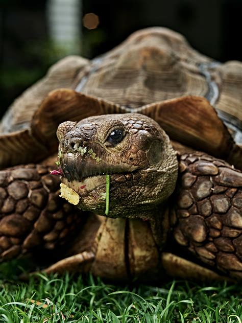 A Pet Tortoise Who Will Outlive Us All The New York Times