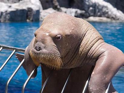Walrus Funny Seal Face Sea Jokes Dweller