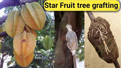 How to graft fruit trees: Star fruit tree grafting | air layering | কামরাঙ্গা গাছের ...
