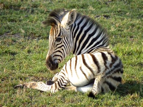 Your African Safari Baby Zebra Animals Beautiful Zebra