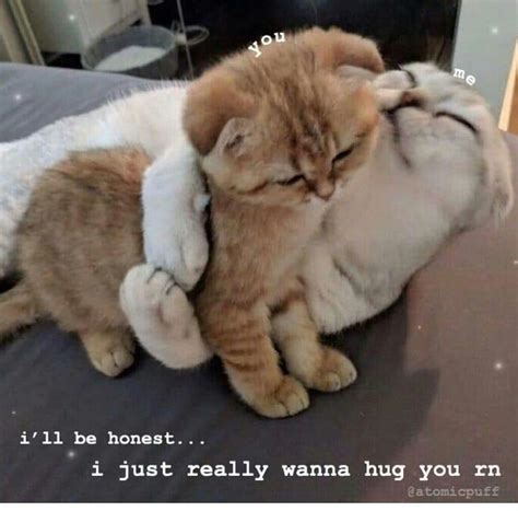 Pin By Model Digital Creator On Love Cute Cat Memes Cute Love
