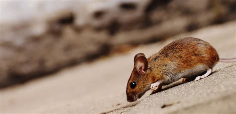Gambar Alam Manis Mouse Imut Margasatwa Bulu Kecil Coklat