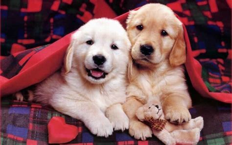 Funny Puppies Wallpapers Wallpaper Cave