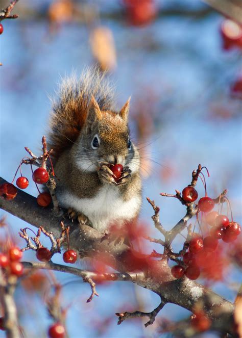 Browse Free Hd Images Of Chipmunk Perched On Branch Eating Red Berry