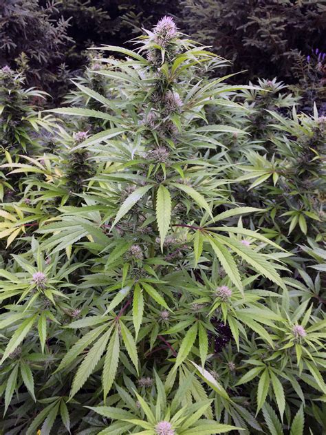 Iranian athletes heading to olympics with complete readiness, minister says. Iranian Autoflower | EC Genetics Cannabis Seeds Canada