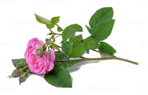 Blooming Pink Rose Bud With Green Leaves On A White Background