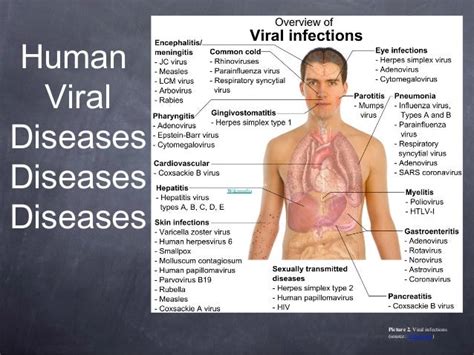 Human Viral Diseases