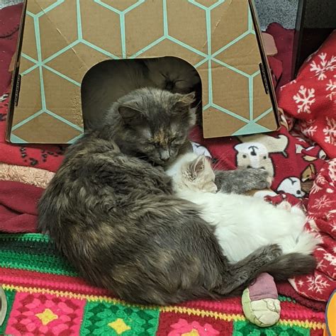 Cat And Kitten Adoption Pasados Safe Haven