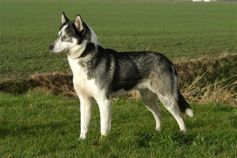Siberian Husky Images Wallpapers New Full Hd Pics Galleries