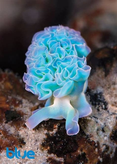 17 Best Images About Nudibranchs Sea Slugs Flatworms Ii