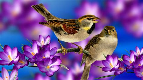 20 Choices Spring Wallpaper Birds You Can Get It Without A Penny