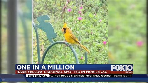 Rare Yellow Cardinal Spotted In Mobile County Youtube