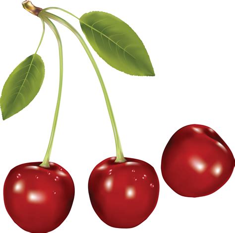 Cherries Png Image Purepng Free Transparent Cc0 Png Image Library