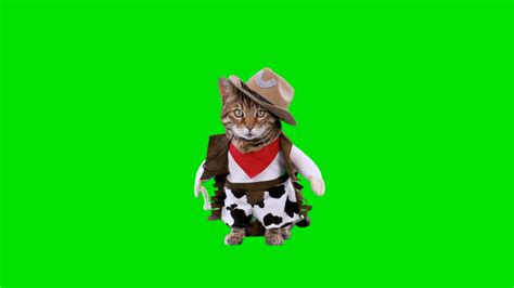 Cowboy Cat Stock Video Footage 4k And Hd Video Clips Shutterstock