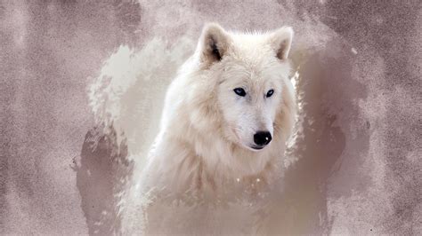 If you need to know various other wallpaper, you can see our gallery on sidebar. The Wolf Wallpapers | HD Wallpapers | ID #12164