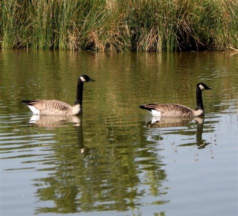 Canadian Geese In The Water Picture Free Photograph Photos Public