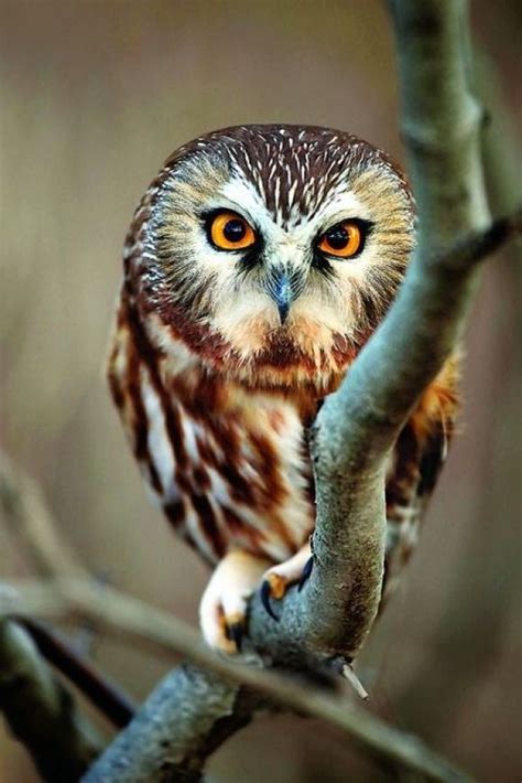 I Love Every Season — Via Northern Saw Whet Owl Cutest Paw Owl