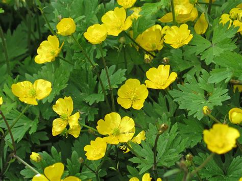 Western Buttercup Ranunculus Occidentalis In The Tongass National
